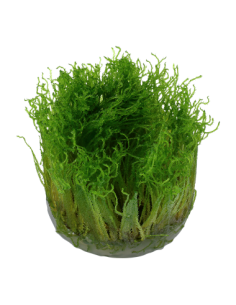 Taxiphyllum 'Spiky' 1-2-Grow! 2