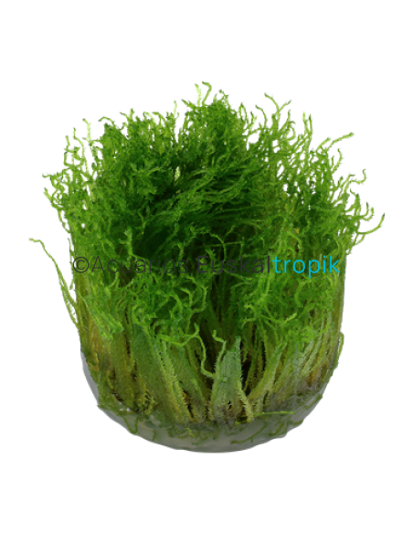 Taxiphyllum 'Spiky' 1-2-Grow!