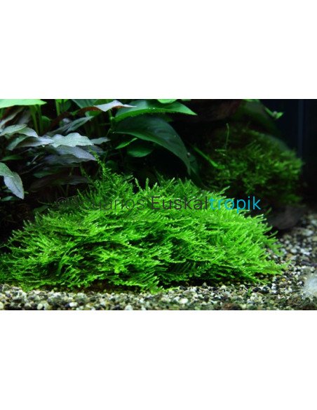 Taxiphyllum 'Spiky' 1-2-Grow!
