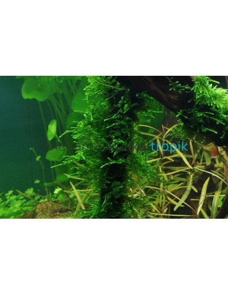 Taxiphyllum 'Spiky' 1-2-Grow!