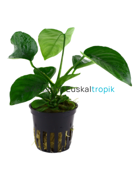 Anubias barteri var.