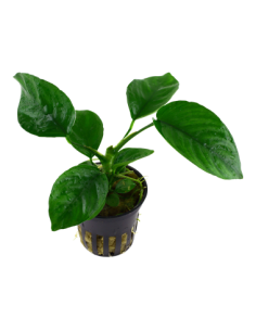 Anubias barteri var. 2