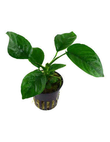 Anubias barteri var.