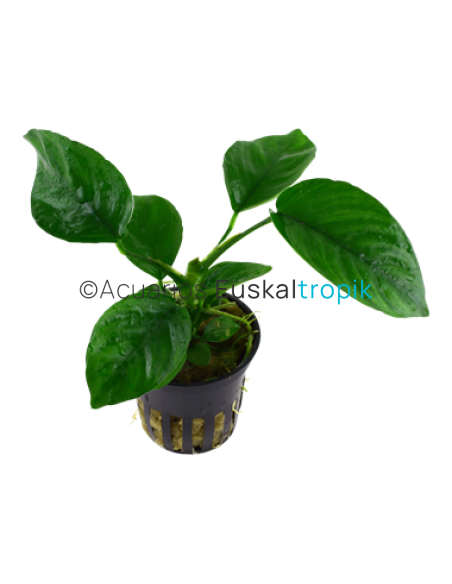 Anubias barteri var.