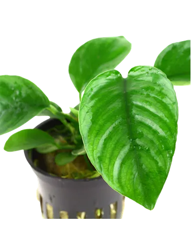 Anubias barteri var.