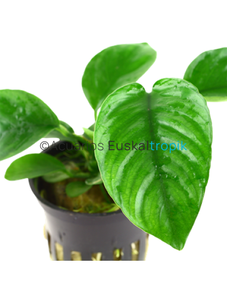 Anubias barteri var.