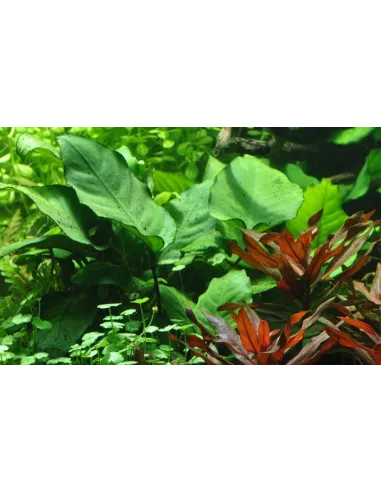 Anubias barteri var.