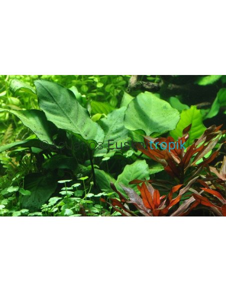 Anubias barteri var.
