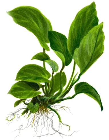 Anubias barteri var.