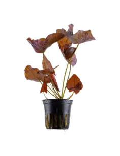 Nymphaea flor de loto