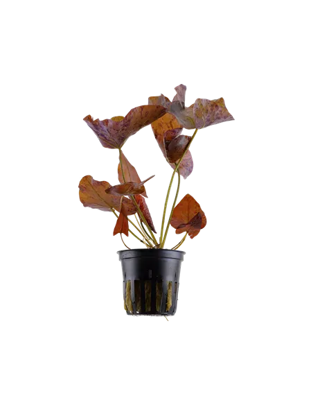 Nymphaea flor de loto