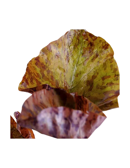 Nymphaea flor de loto