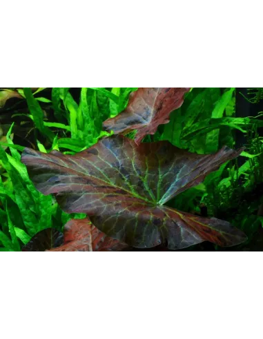 Nymphaea flor de loto