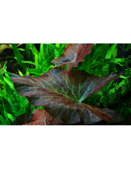 Nymphaea flor de loto