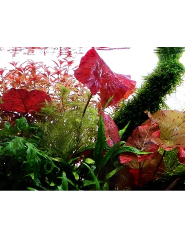 Nymphaea flor de loto