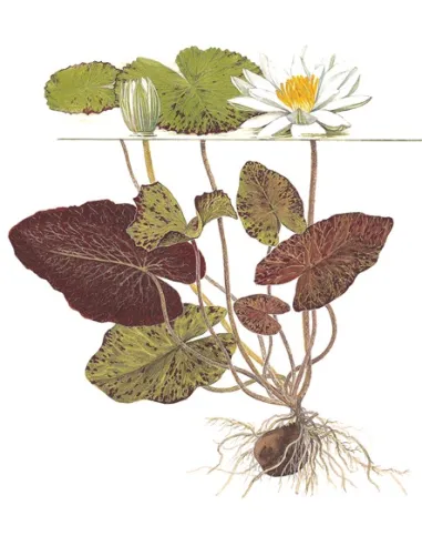 Nymphaea flor de loto