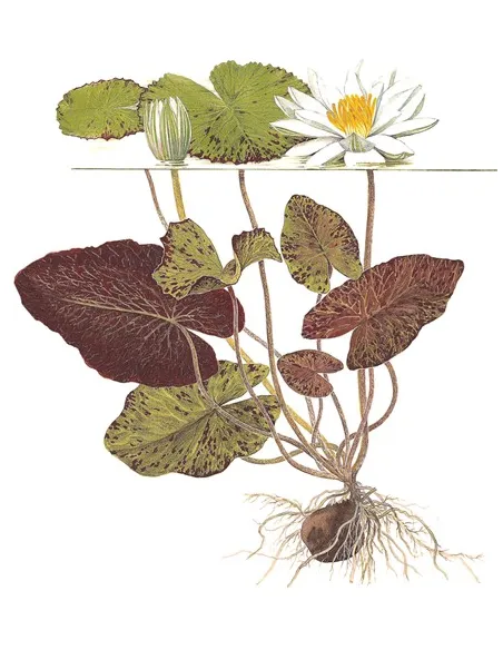 Nymphaea flor de loto