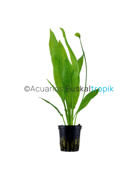 Echinodorus grisebachii 'Bleherae'