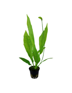 Echinodorus grisebachii 'Bleherae' 2