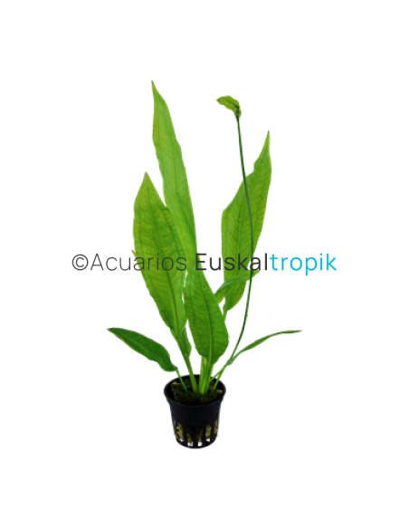 Echinodorus grisebachii 'Bleherae'