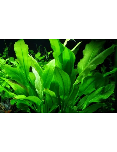 Echinodorus grisebachii 'Bleherae'