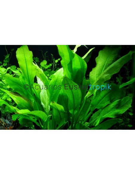 Echinodorus grisebachii 'Bleherae'