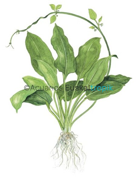 Echinodorus grisebachii 'Bleherae'