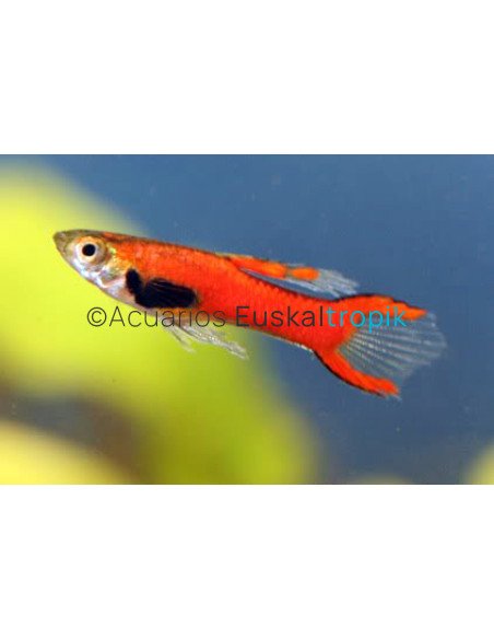 Guppy endler rojo (Poecilia wingei)