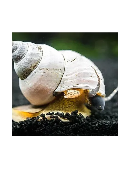 Caracol Wizard Blanco (Filopaludina Martensi)