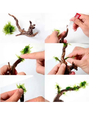 Cola Adhesivo liquido aquascaping 5g