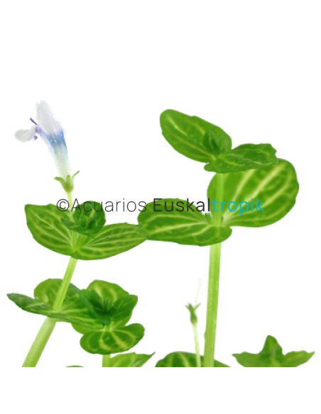 Lindernia rotundifolia