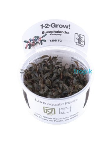 Bucephalandra 'Kedagang' 1-2-Grow!
