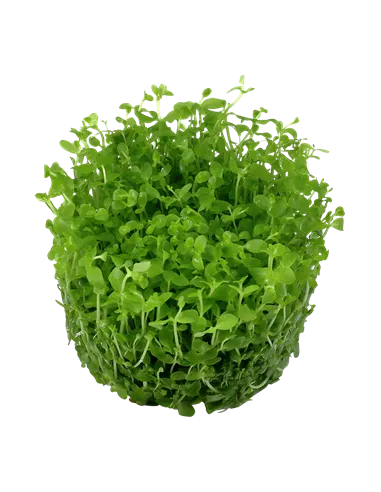 Micranthemum tweediei 'Monte Carlo' 1-2-Grow!