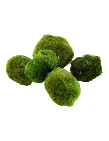 Cladophora aegagrophila "En bola"