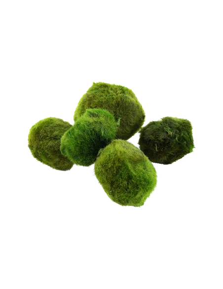 Cladophora aegagrophila "En bola"