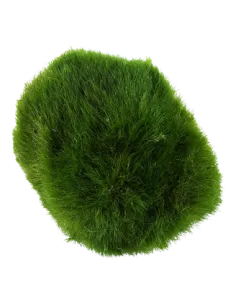 Cladophora aegagrophila "En bola"