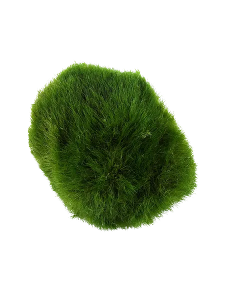 Cladophora aegagrophila "En bola"