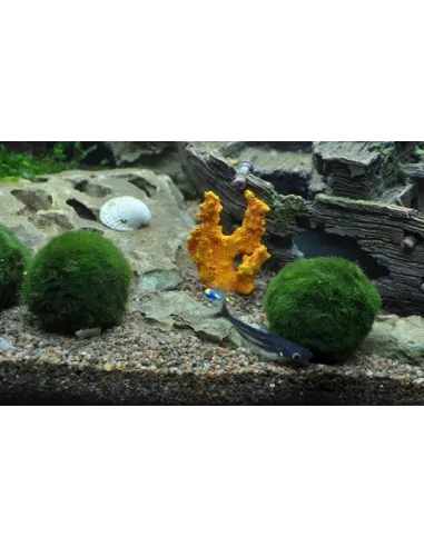 Cladophora aegagrophila "En bola"