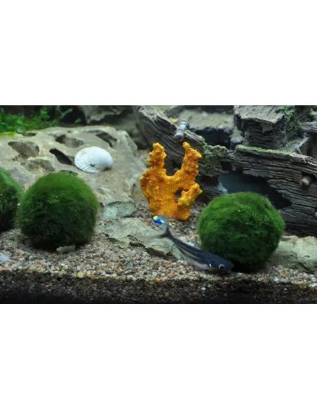 Cladophora aegagrophila "En bola"