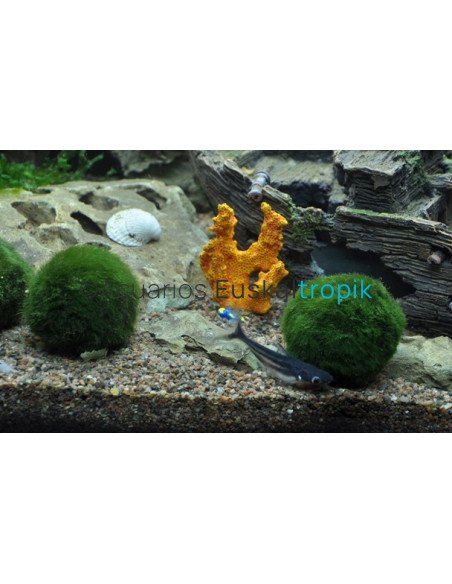 Cladophora aegagrophila "En bola"