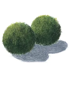 Cladophora aegagrophila "En bola" 2