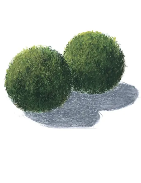 Cladophora aegagrophila "En bola"