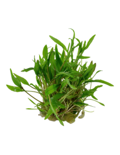 Cryptocoryne wendtii 'Green' 1-2-Grow! 2