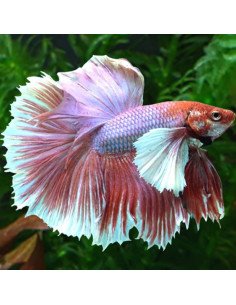 Betta Halfmoon Dumbo