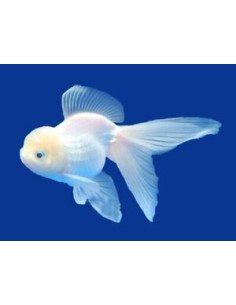 Oranda blanco