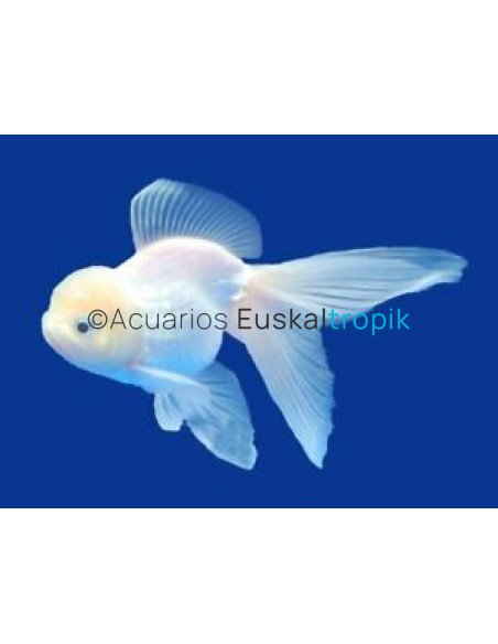 Oranda blanco