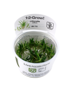 Littorella uniflora 1-2-Grow!