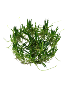 Littorella uniflora 1-2-Grow! 2