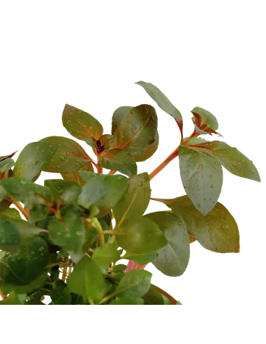 Ludwigia repens 'Rubin'