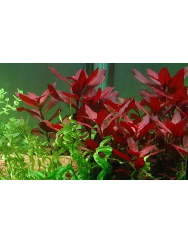 Ludwigia repens 'Rubin'